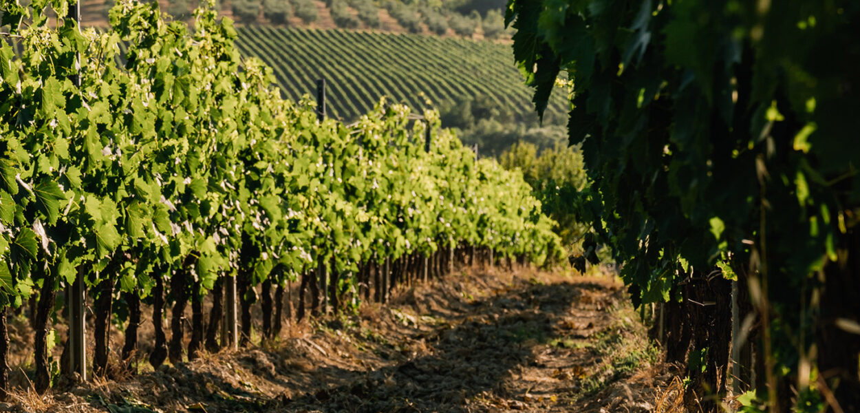 Vineyards - Badia di Morrona