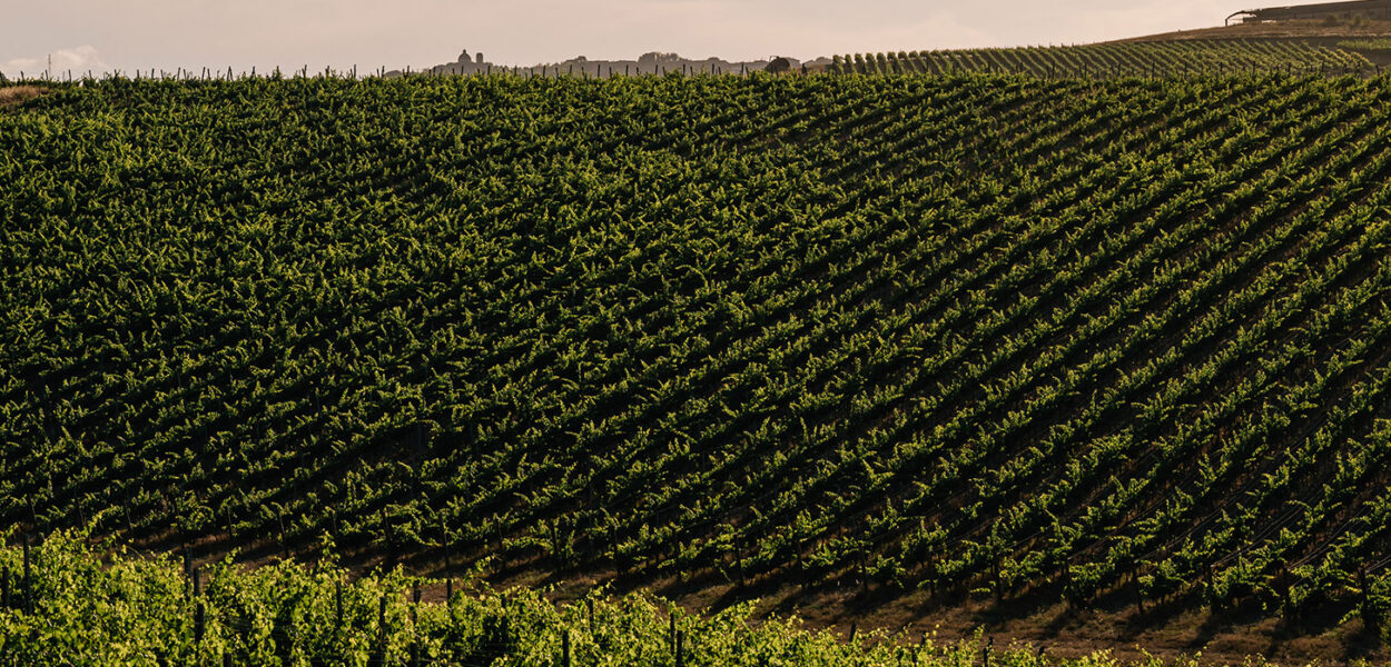 Vineyards - Badia di Morrona